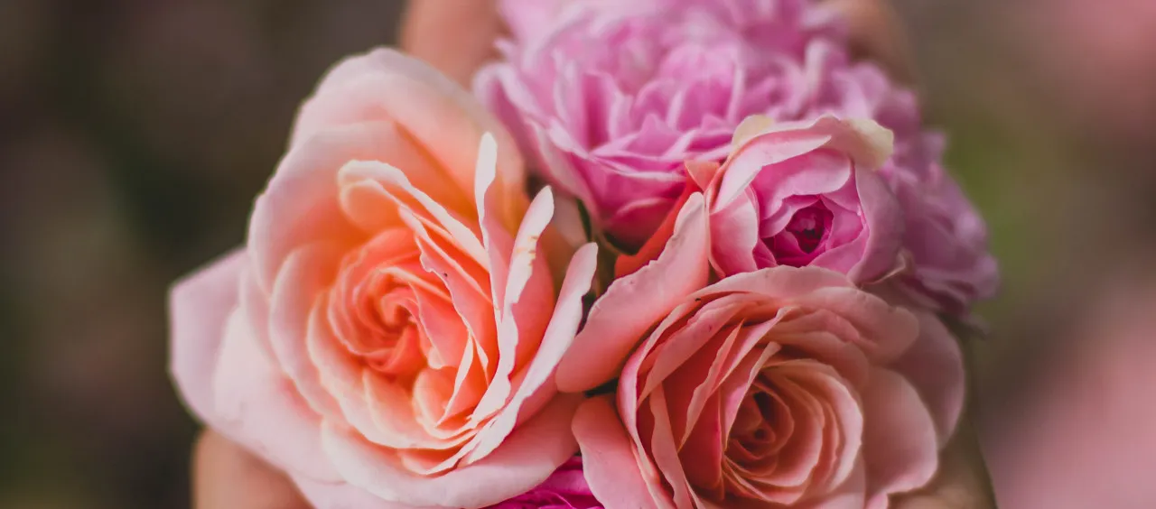 Thermen Berendonck Beauty rozen 1000